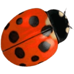 Marienkäfer